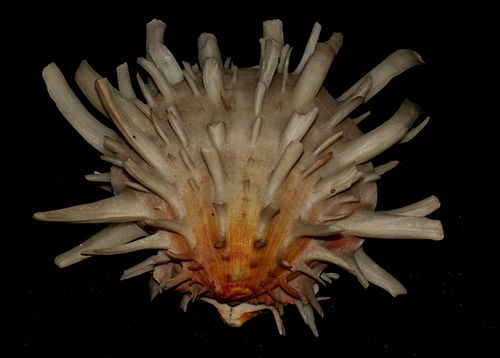 Spondylus americanus